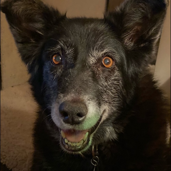 Meet your Posher, Cindy - Picture 4 of 7